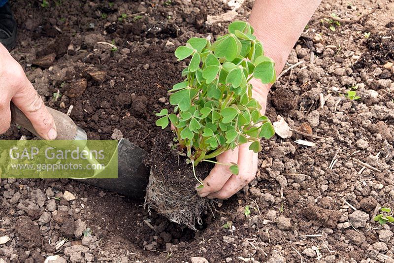 Planting an Oca - Oxalis tuberosa
