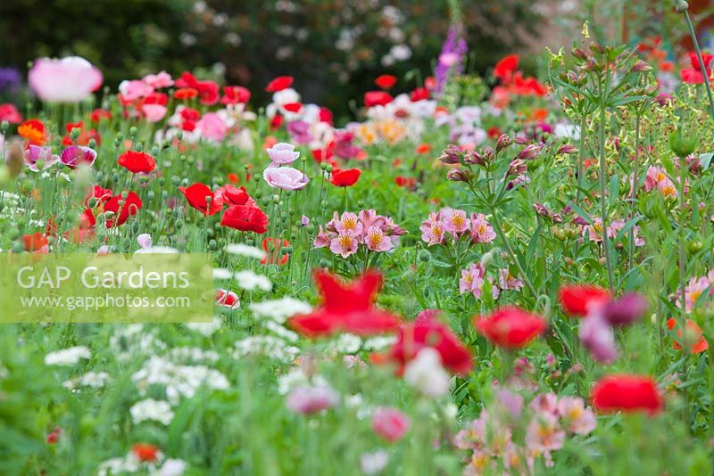 Low angle Papaver rhoeas, Flanders poppies and Alstromeria, Peruvian lilies growing in flower garden.