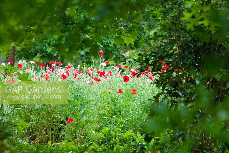 View of flower garden with Papaver rhoeas, Flanders poppies framed by trees.