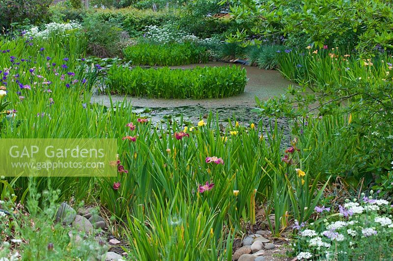 View of pond from dry pebble lined creek bed with Louisiana iris in the foreground and feature plantings of Pontederia cordata - pickerel rush in the pond.