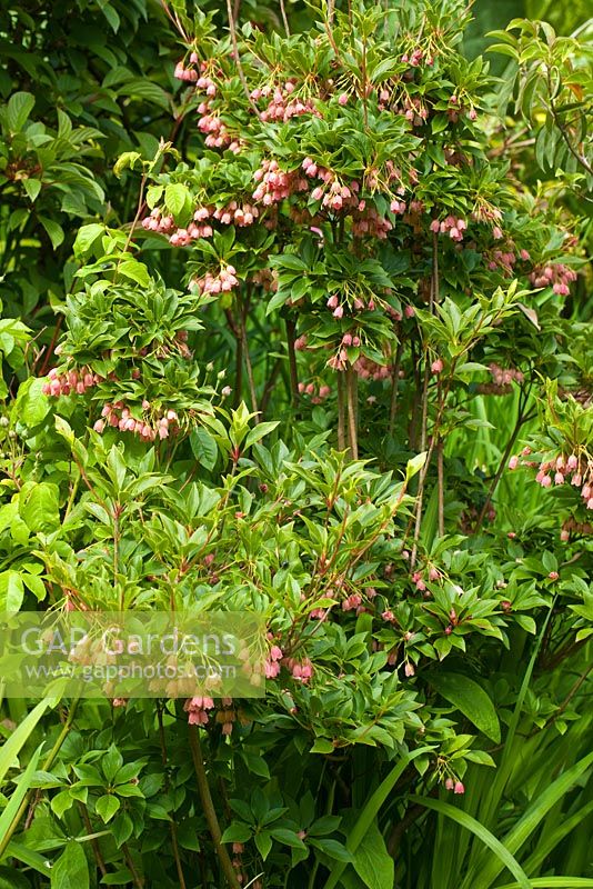 Enkianthus Campanulatus produces clusters of delicate bell shaped pink flowers in summer garden