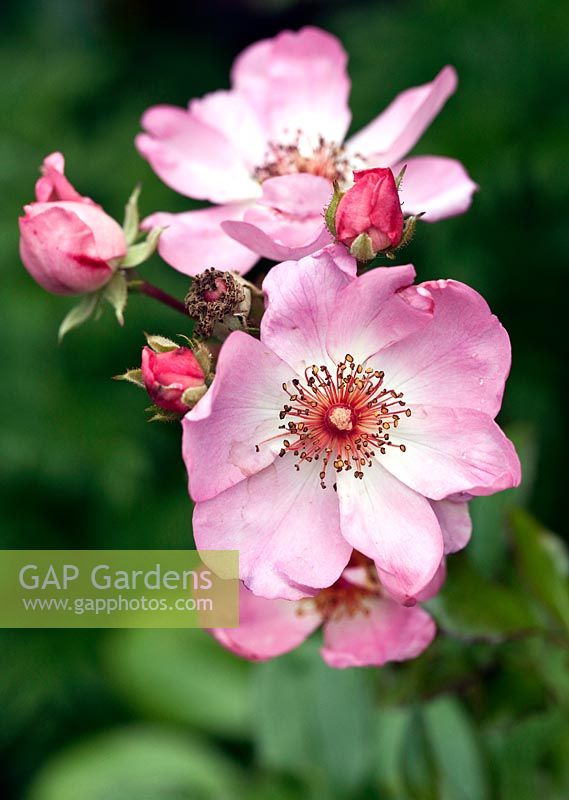 Rosa 'Sweet Haze' - produces large clusters of sweet scented pink flowers in mid summer