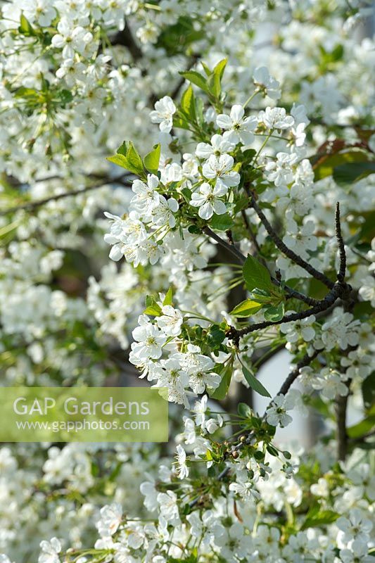 Prunus cerasus - Acid Cherry 'Nabella' -  May - Oxfordshire 