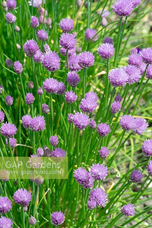 Allium schoenoprasum - Chives -  May - Oxfordshire