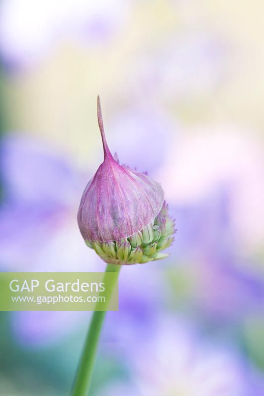Allium umbilicatum - Wild onion opening in spring - May - Surrey