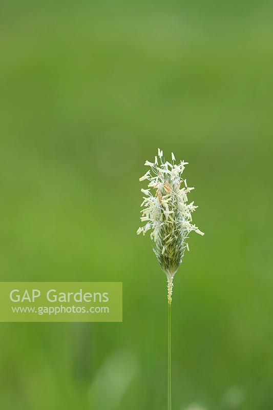 Alopecurus pratensis - Meadow foxtail grass flower head - May - Oxfordshire