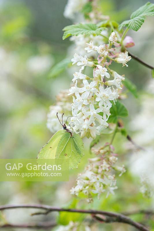 Gonepteryx rhamni - Common brimstone butterfly on ribes rubrum flowers - April - Oxfordshire