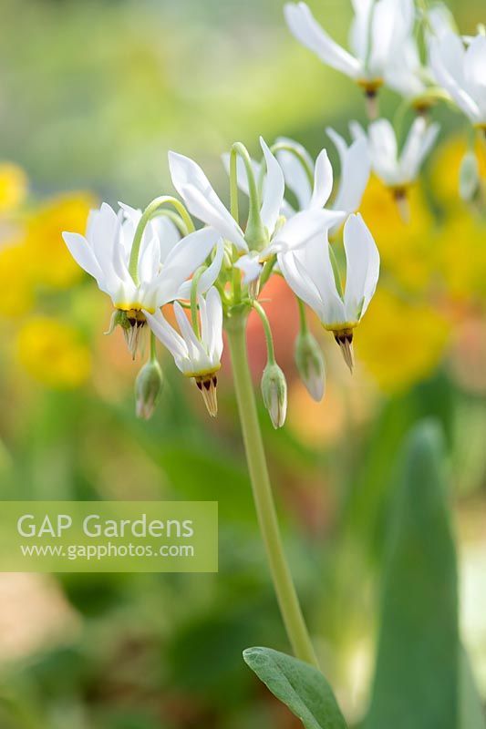 Dodecatheon meadia 'alba' - White Shooting star - May - Surrey
