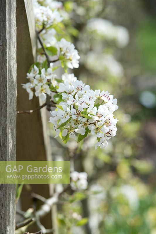 Pyrus communis - Pear 'Josephine de malines' blossom  - April - Oxfordshire