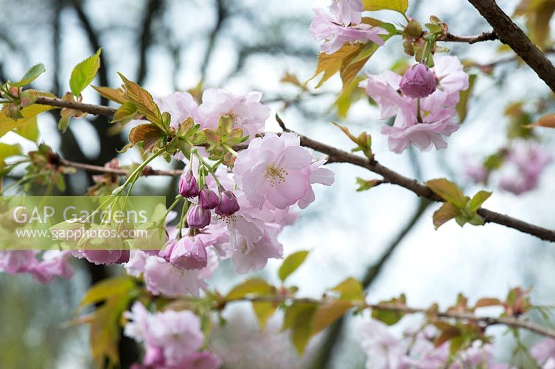 Prunus usa-susane  - Cherry tree blossom - April - Surrey