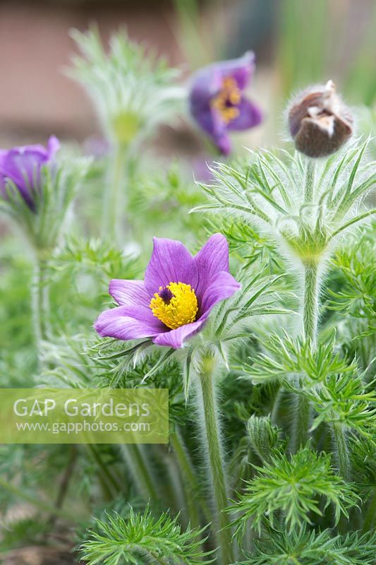 Pulsatilla vulgaris grandis - Pasque flower - April - Oxfordshire