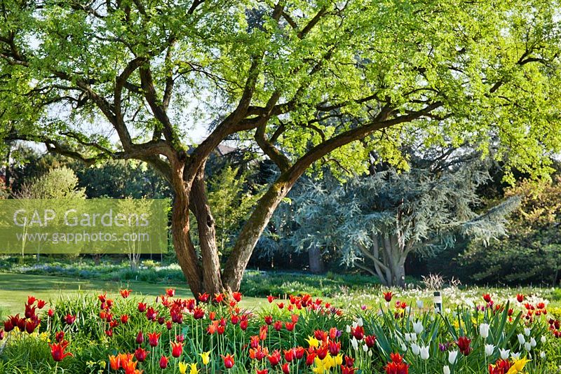 Meadow of tulips Tulipa 'West Point' and  Tulipa 'Queen of Sheba'. Weinheim, Hermannshof, Germany