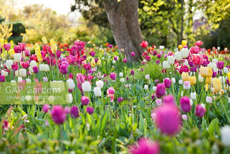 Meadow of tulips. Weinheim, Hermannshof, Germany