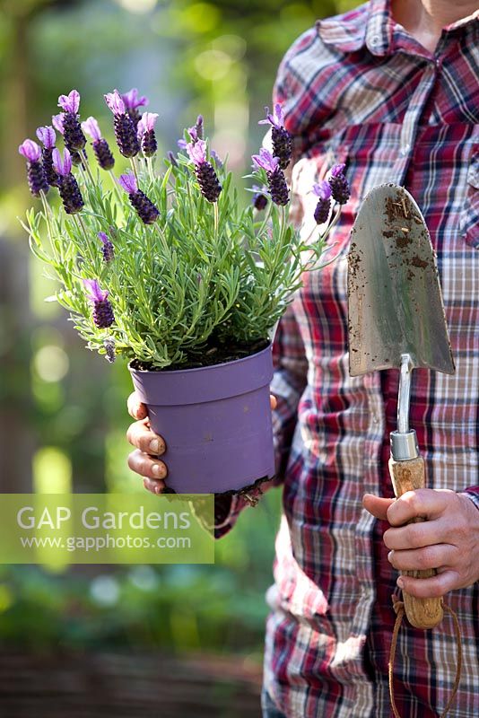 Woman with Lavandula stoechas in pot, ready to be plant out in bed