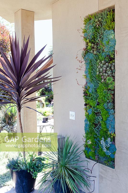 Living wall at Debora Carl's garden, Encinitas, California, USA. August.