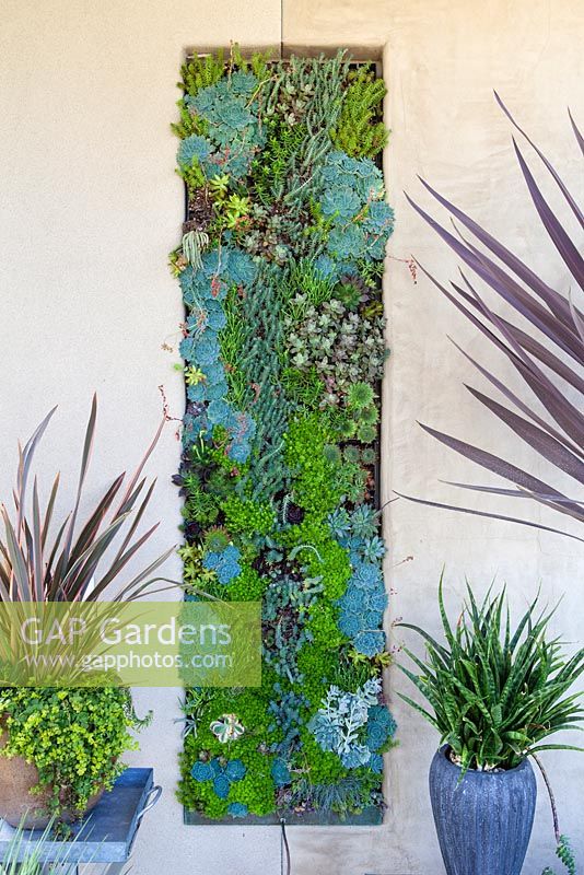 Living wall at Debora Carl's garden, Encinitas, California, USA. August.