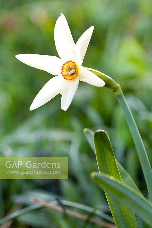 Narcissus poeticus radiiflorus. Alps