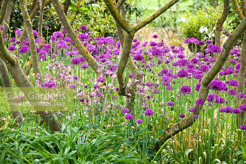 Spring meadow with Allium 'Purple Sensation'  and Aquilegia.