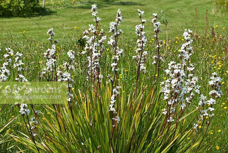 Libertia Formosa, white flowers on dark crimson stems above strappy or sword like leaves in early summer garden
