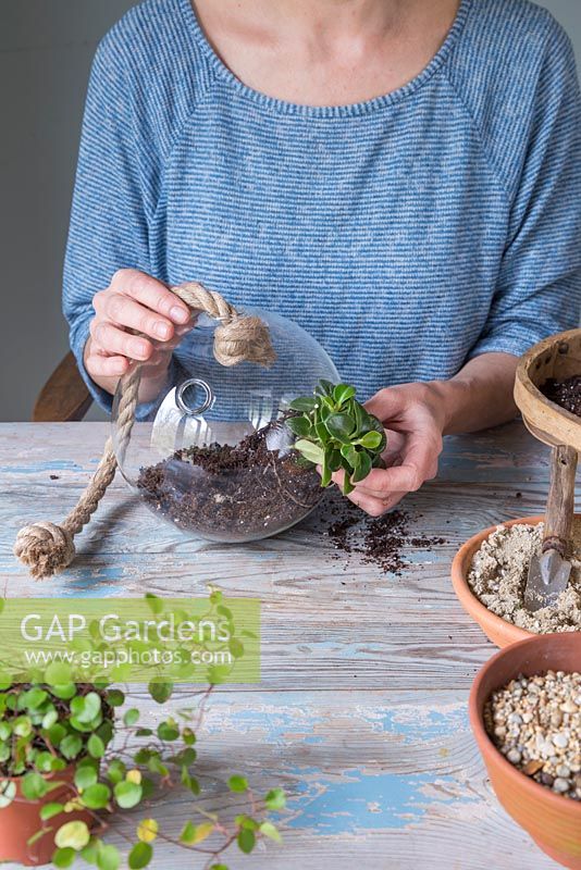 Carefully add your plants to the Terrarium