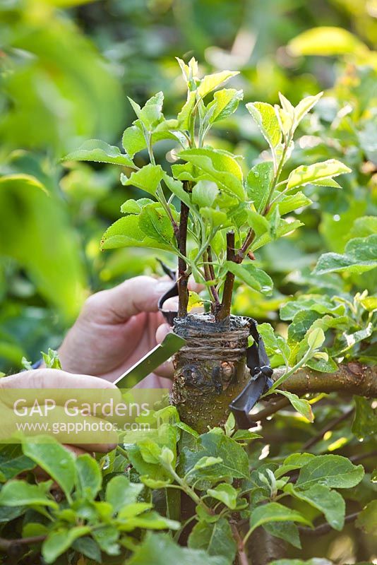 Grafting an apple tree Malus 'Jonathan'. Removing wrap before it becomes too tight.