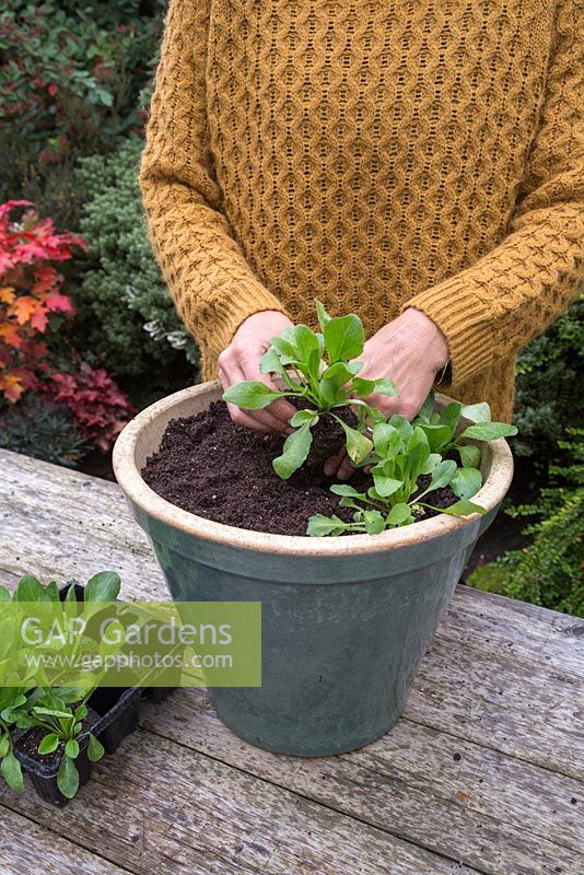 Plant the Bellis perennis 'Carpet Mixed' plugs in the container