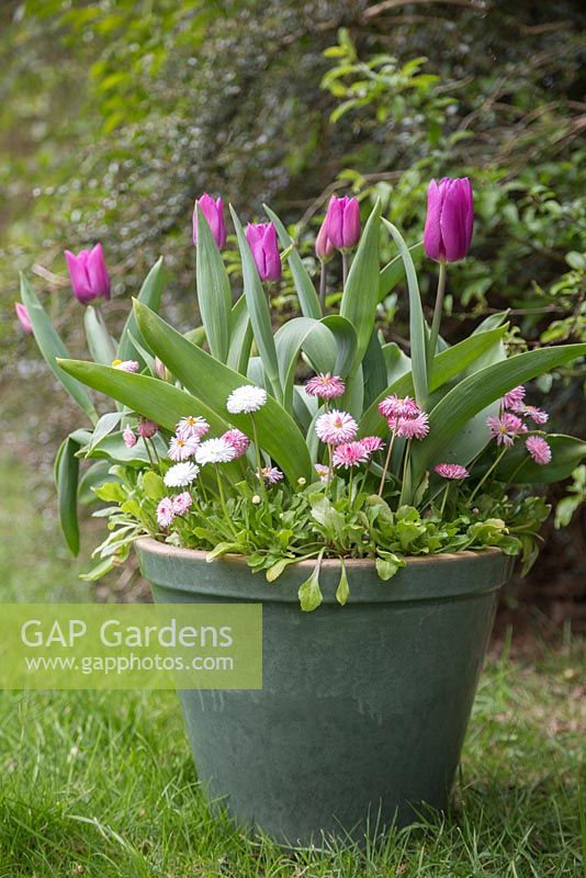 Glazed container planted with Tulip 'Blue Beauty', Tulip 'Flaming Flag' and Bellis perennis 'Carpet Mixed'
