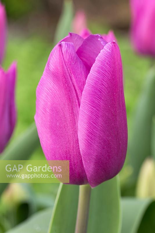 Tulip 'Blue Beauty'