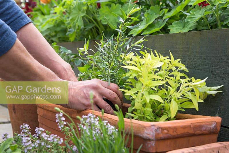 Planting Artemisia dracunculus 'Sativa' in terracotta container