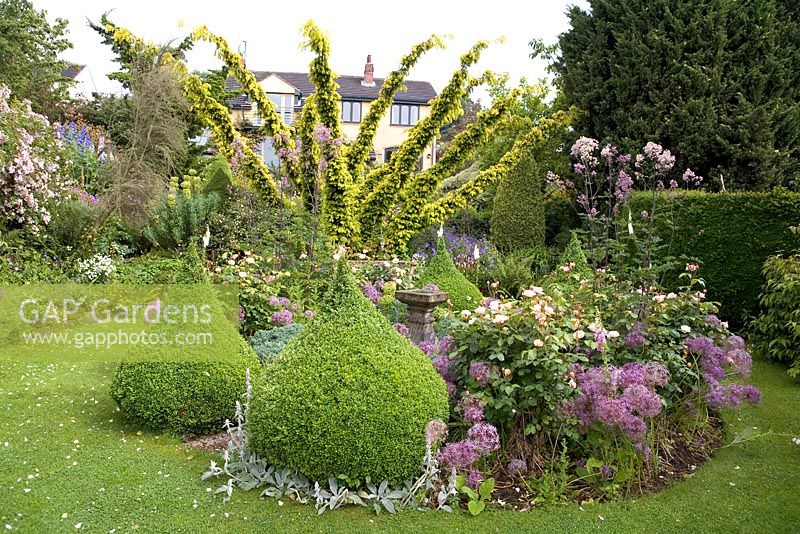 Early summer border with conifers, pointed box topiary, Allium cristophii, Rosa 'Juliet', Thalictrum 'Elin'. Hillbark Garden, Yorkshire