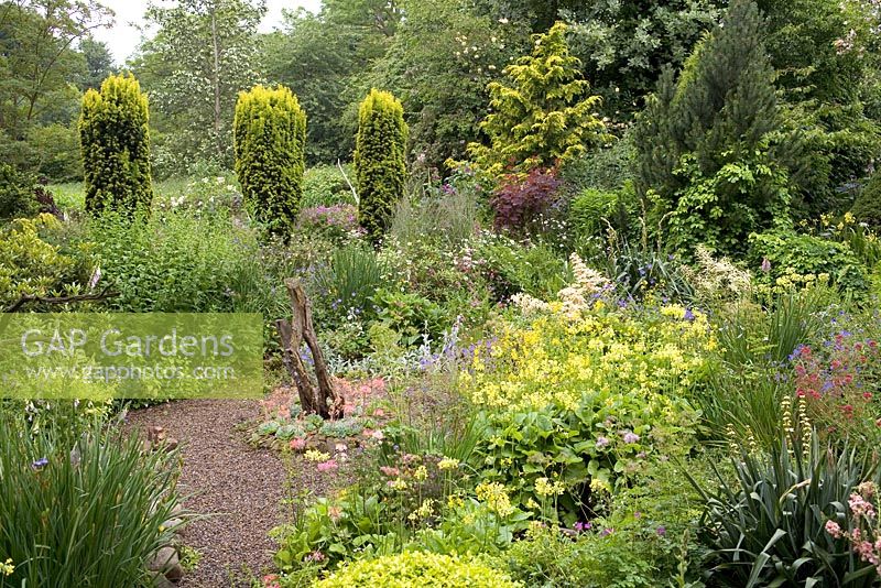 Garden with Mimulus guttatus, Primula florindae, Echeveria, Taxus baccata 'Standishii'. Hillbark Garden, Yorkshire