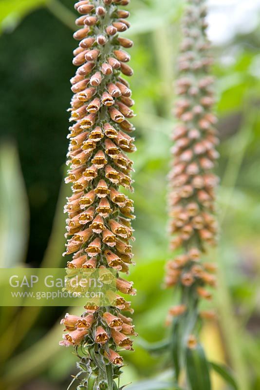 Digitalis parviflora. Hillbark Garden, Yorkshire
