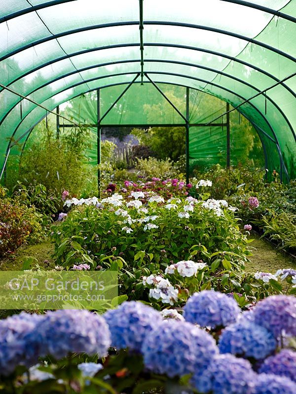 Hydrangeas and other shrubs in the shade tunnel at Pan Global Plants Nursery