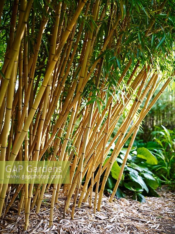 Phyllostachys vivax f. aureocaulis - Golden Chinese timber bamboo