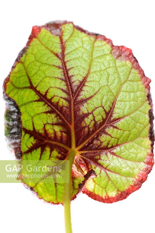 Begonia 'Curly Fireflush' AGM. Rex Cultorum  Grown indoors as pot plant. Underside of leaf  