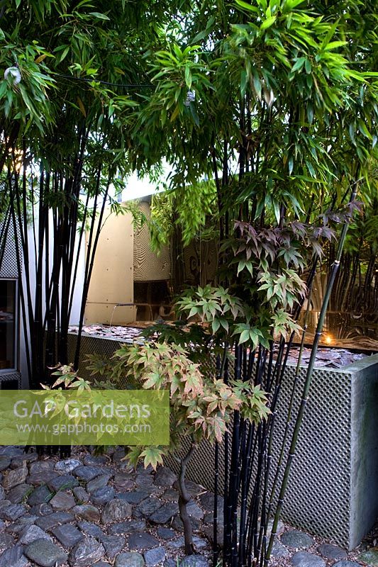 Black bamboo stems phyllostachys nigra and small acer growing in a grove with japanese-style pebble flooring in front of the patterned concrete-rendered low wall with water feature. Gold metal sheeting hung on back wall. 