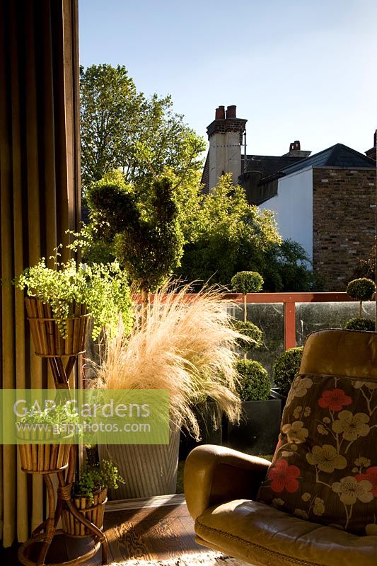 View from interior with leather chair onto balcony with stipa in galvanised tub container and box balls. Evening sunlight backlit. Full width open window. 