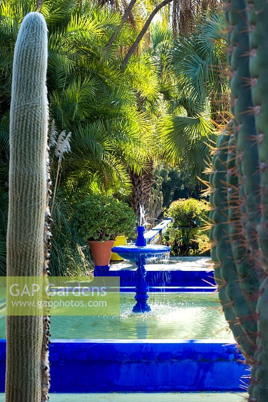 The Majorelle garden owned by Yves Saint Laurent in Marrakech, Morocco