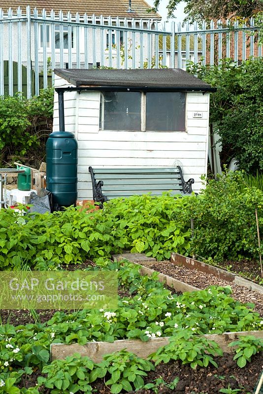 Allotment vegetable garden, white painted shed with water butt