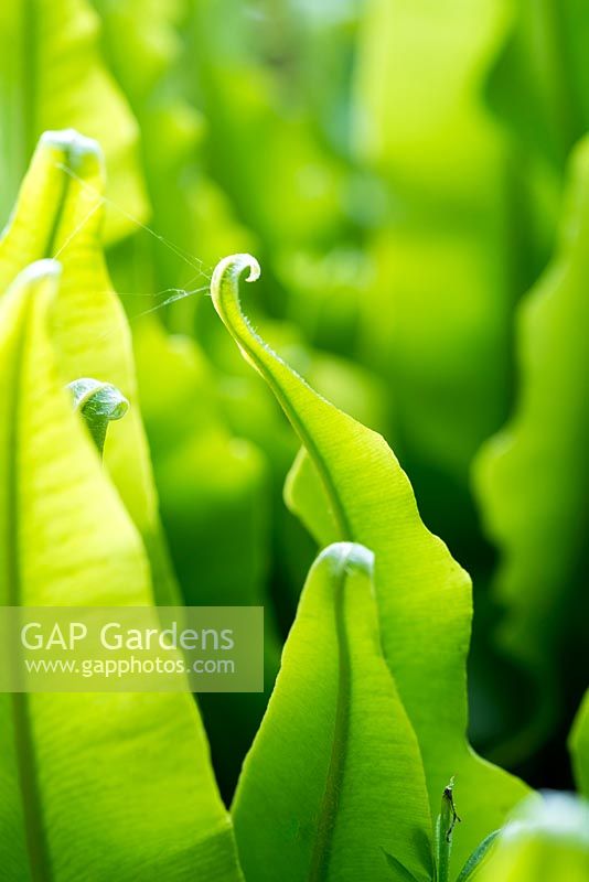 Asplenium scolopendrium, hart's-tongue fern