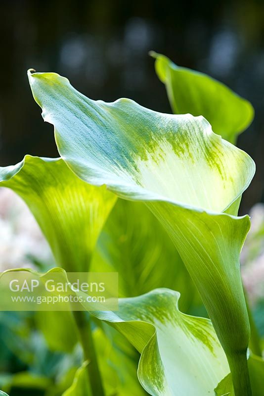 Zantedeschia aethiopica 'Green Goddess' arum lily