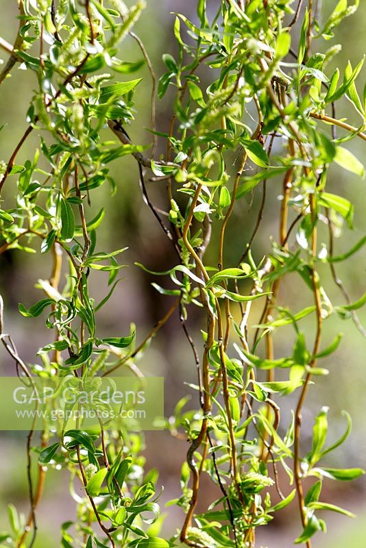Salix erythroflexuosa