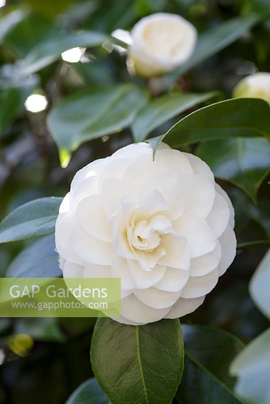 Camellia japonica 'Primavera'