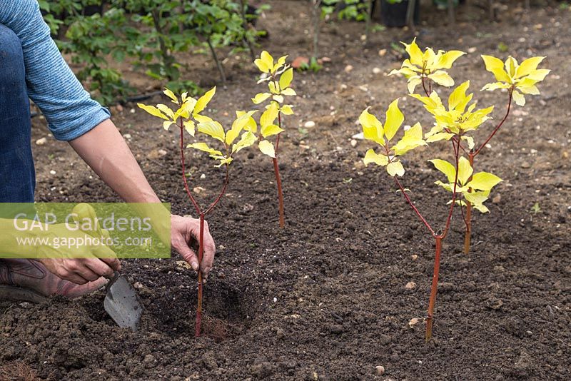 Planting out the Cornus alba 'Sibirica' cuttings