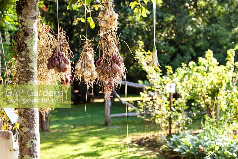 Onions hung up to dry in a tree - July, Les Jardins de la Poterie Hillen