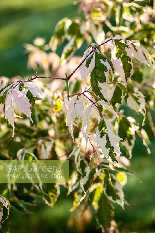 Koelreuteria paniculata 'Variegata' - golden rain tree - July, Les Jardins de la Poterie Hillen
