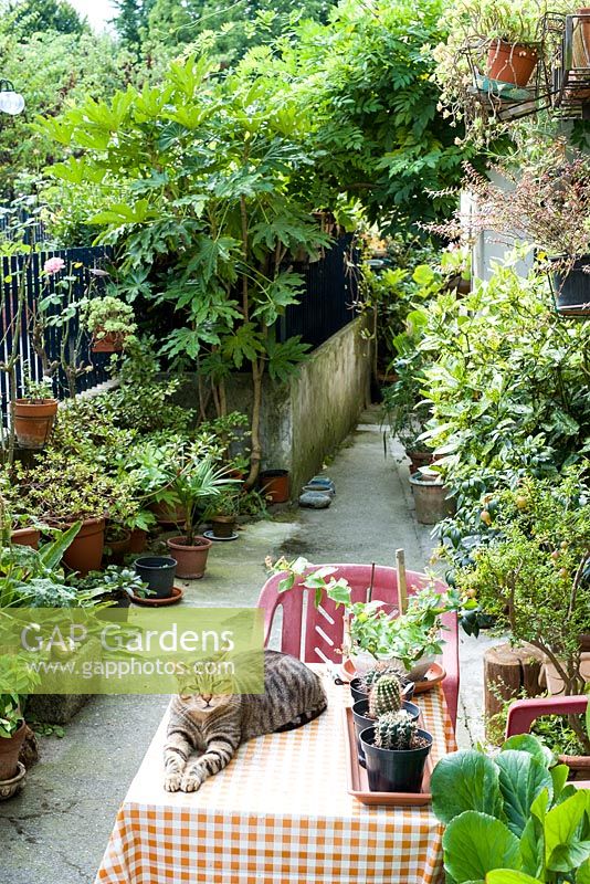 Cat guarding a small patio garden, Lucca, Italy
