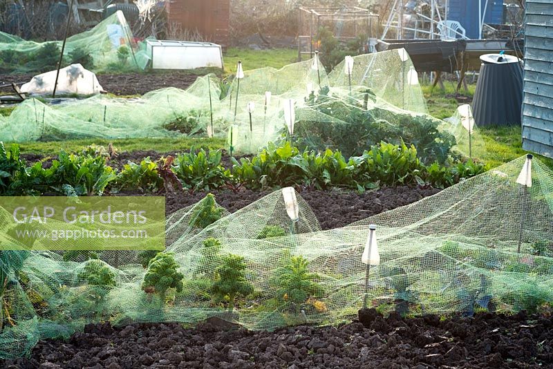 Winter allotment with netted Cabbage plants