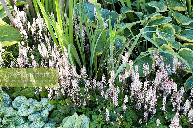 Hosta 'Frances Williams', Tiarella 'Pink Skyrocket' and Brunnera 'Jack Frost' in green planting. RHS Hampton Court Flower Show 2014, the Vestra Wealth Garden, designer: Paul Martin.