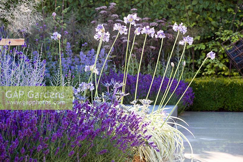  Blue border with steps, Agapanthus and Lavenders. Hampton Court Flower Show 2014, the Vestra Wealth Garden, designer: Paul Martin.